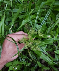 Cyperus luteus