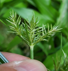 Cyperus luteus