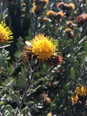 Leucospermum rodolentum
