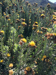 Leucospermum rodolentum