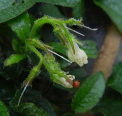 Symphytum grandiflorum