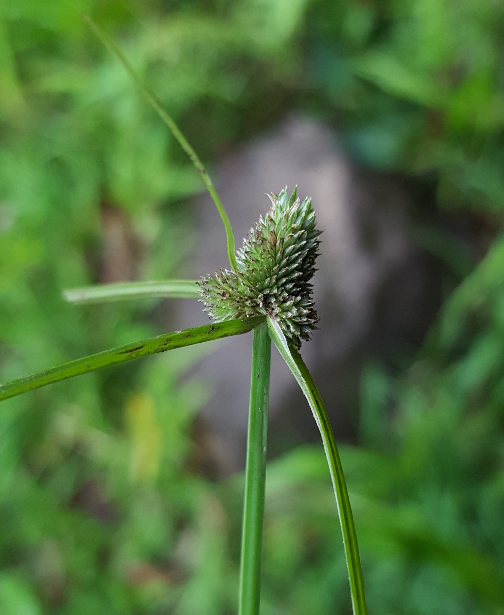 (c) François Rousseu, certains droits réservés (CC BY-NC) https://www.inaturalist.org/observations/95999593