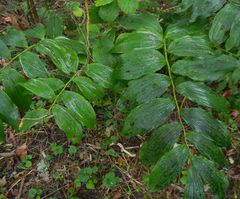 Polygonatum × hybridum