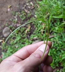 Cyperus hortensis
