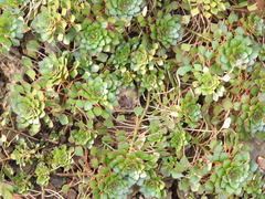 Ludwigia sedoides