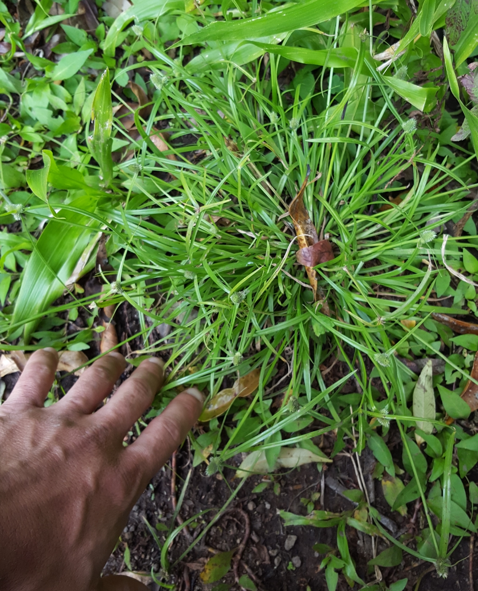 (c) François Rousseu, certains droits réservés (CC BY-NC) https://www.inaturalist.org/observations/95999593