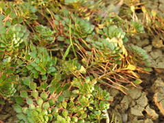 Ludwigia sedoides