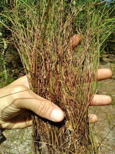 Andropogon tener, photograph 2