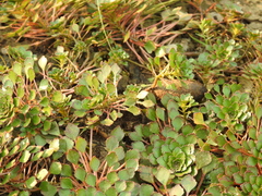 Ludwigia sedoides