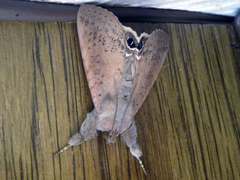 Litoprosopus futilis