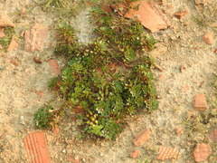 Ludwigia sedoides