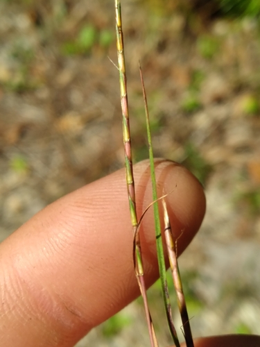 Andropogon tener, photograph 4
