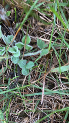 Trifolium subterraneum