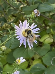 Bombus ternarius