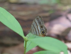 Magneuptychia harpyia