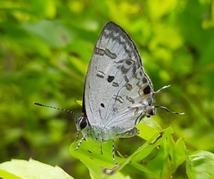 Hypolycaena kina