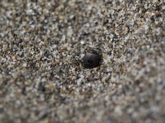 Hypocaccus bigemmeus