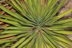 Yucca faxoniana