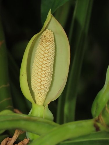 Syngonium angustatum