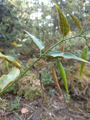 Cronartium flaccidum