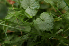 Ceraphronoidea