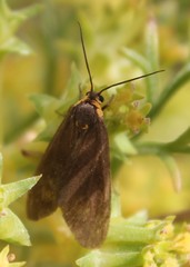 Dysauxes famula