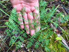 Lomatium multifidum