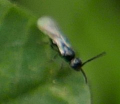 Ceraphronoidea