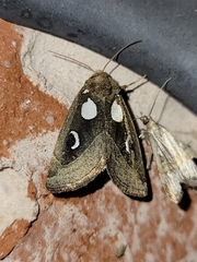 Plagiomimicus olvello