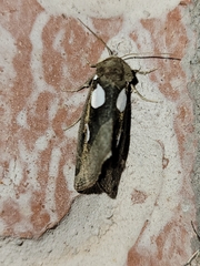Plagiomimicus olvello