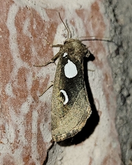 Plagiomimicus olvello