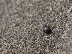 Hypocaccus bigemmeus