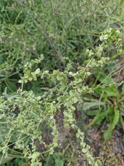 Atriplex aucheri