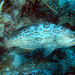 Scamp Grouper - Photo (c) Kevin Bryant, some rights reserved (CC BY-NC-SA)