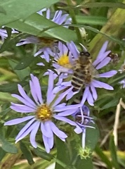 Apis mellifera