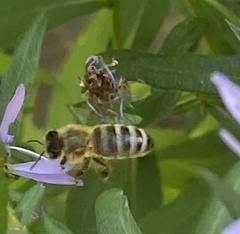 Apis mellifera
