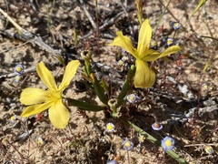 Moraea maximiliani