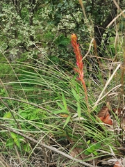 Pitcairnia karwinskyana