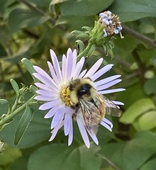 Bombus ternarius