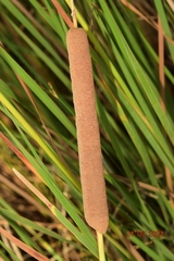 Typha domingensis