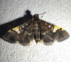 Piletocera flexiguttalis