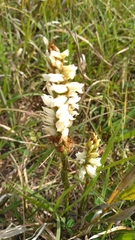 Spiranthes magnicamporum