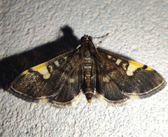 Piletocera flexiguttalis