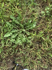 Taraxacum officinale