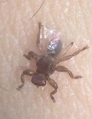 Lipoptena depressa