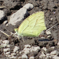 Abaeis mexicana