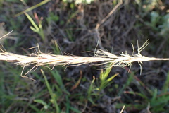 Trisetopsis imberbis