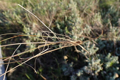 Trisetopsis imberbis