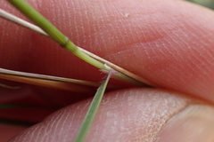 Trisetopsis imberbis