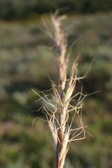 Trisetopsis imberbis